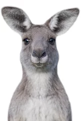 Deurstickers Kangoeroe Jonge nieuwsgierige kangoeroe met witte achtergrond