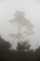 Fototapeta premium Tree in Fog