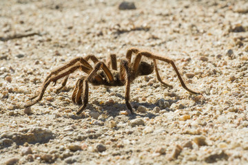 Tarantula in Death Valley, CA