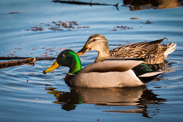 Mallard - Anas platyrhynchos pair