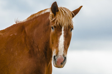 Fototapeta premium Horse Headshot