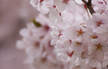 日本の桜