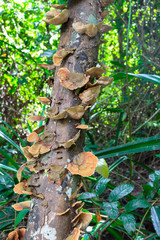 Mushrooms science names 