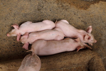 Many white pig on a farm.