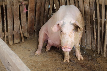 pig,, farm, animal, young, little, nature, small, food, cute, barn, swine, farming, baby, pink, group, agriculture, domestic, piglet, piggy, green, color, background, white, grass; 