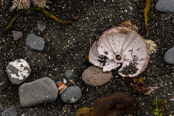 sea urchins, shells and seaweed on the shore, close-up photo