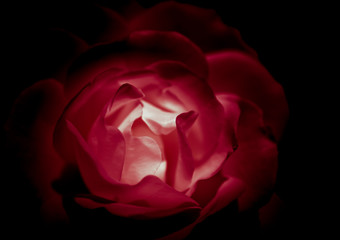 Abstract Rose with Black background