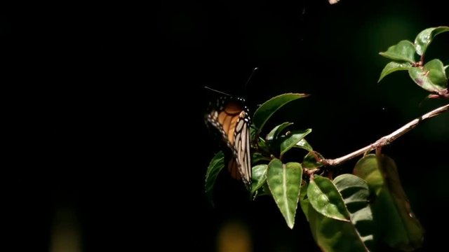 Monarch Butterfly Flies Off from Plant in Super Slow Motion