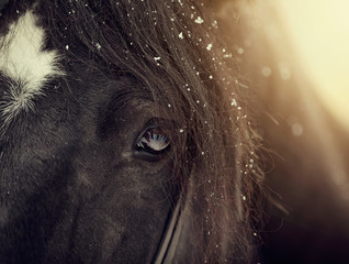 Eye of a sporting black horse