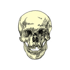 Anatomic skull, weathered and museum quality, detailed hand drawn illustration. Vector Art. 