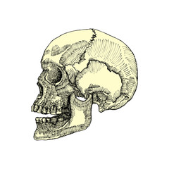 Anatomic skull, weathered and museum quality, detailed hand drawn illustration. Vector Art. 