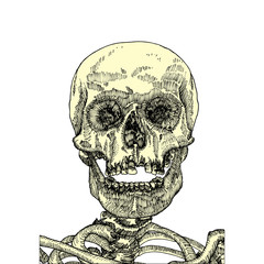 Anatomic skull with open mouth or jaw, weathered and museum quality, detailed hand drawn illustration. Vector Art. 