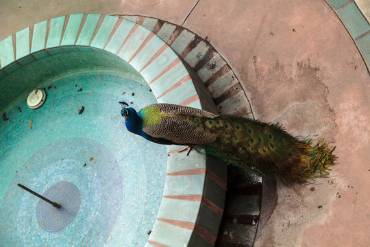 Blue And Green Male Peacock Pavo Muticus