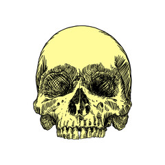 Monochrome anatomic drawing of skull without lower jaw, on white background. Weathered, museum quality, detailed hand
drawn illustration. Vector Art.