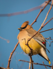 Cedar Waxwing - Bombycilla cedrorum