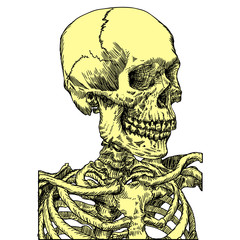 Anatomic skull, weathered and museum quality, detailed hand drawn illustration. Vector Art. 