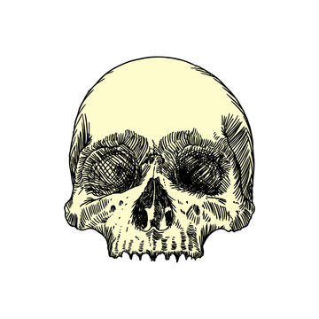 Monochrome anatomic drawing of skull without lower jaw, on white background. Weathered, museum quality, detailed hand
drawn illustration. Vector Art.