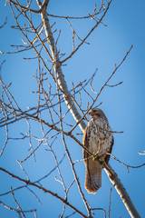 Red Tailed Hawk - Buteo jamaicensis