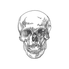 Anatomic skull with open mouth or jaw, weathered and museum quality, detailed hand drawn illustration. Vector Art. 