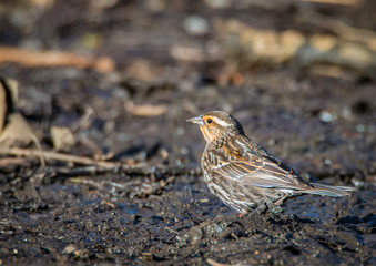 Red-winged blackbird – Agelaius phoeniceus female