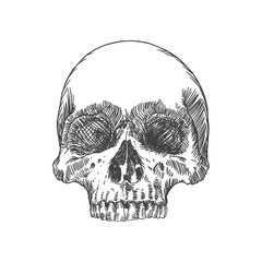 Monochrome anatomic drawing of skull without lower jaw, on white background. Weathered, museum quality, detailed hand drawn illustration. Vector Art.