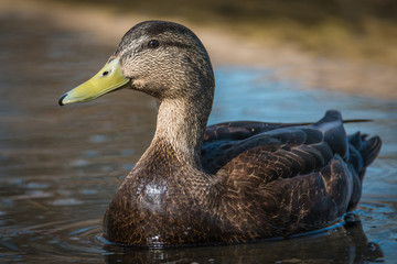 The mallard - Anas platyrhynchos female