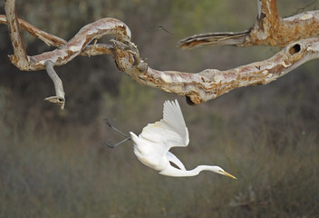  white intermediate egret in flight.