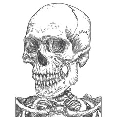 Anatomic skull, weathered and museum quality, detailed hand drawn illustration. Vector Art. 