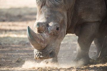 Obraz premium Visit to Safari Ramat Gan