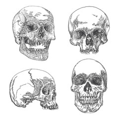 Set of anatomic skulls in different directions, weathered and museum quality, detailed hand drawn illustration. Vector Art. 