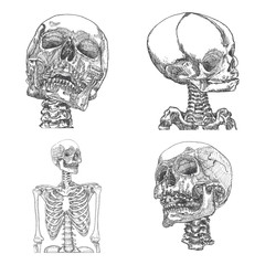 Set of anatomic skulls in different directions, weathered and museum quality, detailed hand drawn illustration. Vector Art. 