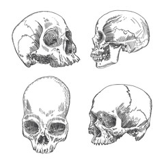 Set of anatomic skull in different conditions and views, weathered and museum quality, detailed hand drawn illustration. Vector Art. 