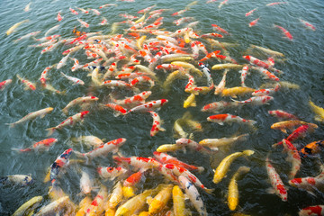 Fototapeta na wymiar Koi fish in water