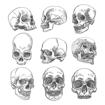 Big set of anatomic skulls in different directions and conditions, weathered and museum quality, medical study detailed hand drawn illustration. T-shirt rock music prints. Vector Art. 