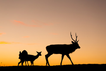 Fototapeta na wymiar Silhouette of deer at evening