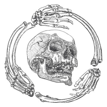 Skull in the frame made of hands bones. Occult witch craft magic portrait of the dead human head. Handmade detailed drawing. T-shirt print vector illustration.