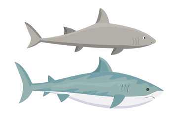 Fototapeta premium Vector shark character.