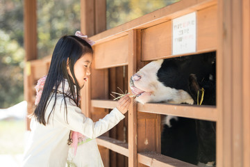 Happy girl feeding calf ranch in South Korea
