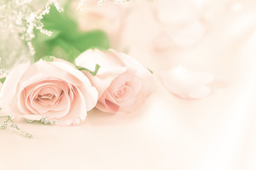 Fototapeta na wymiar soft sweet rose flowers for love romance background