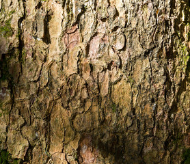 Tree bark texture under sunlight