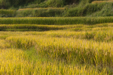 Vietnamese rice terraced paddy field in harvesting season. Terraced paddy fields are used widely in rice, wheat and barley farming in east, south, and southeast Asia