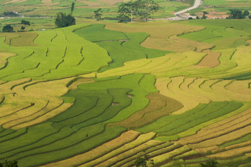 Fototapeta na wymiar Vietnamese rice terraced paddy field in harvesting season. Terraced paddy fields are used widely in rice, wheat and barley farming in east, south, and southeast Asia