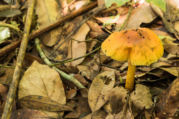 little mushrooms