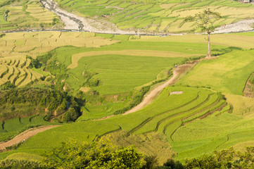 Obraz premium Vietnamese rice terraced paddy field in harvesting season. Terraced paddy fields are used widely in rice, wheat and barley farming in east, south, and southeast Asia