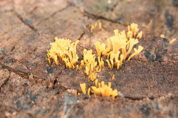 yellow tiny mushroom