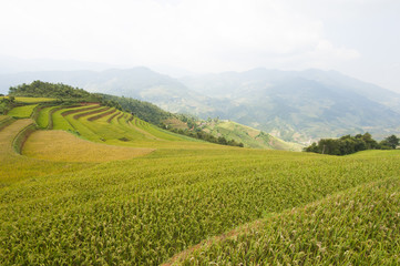 Obraz premium Vietnamese rice terraced paddy field in harvesting season. Terraced paddy fields are used widely in rice, wheat and barley farming in east, south, and southeast Asia