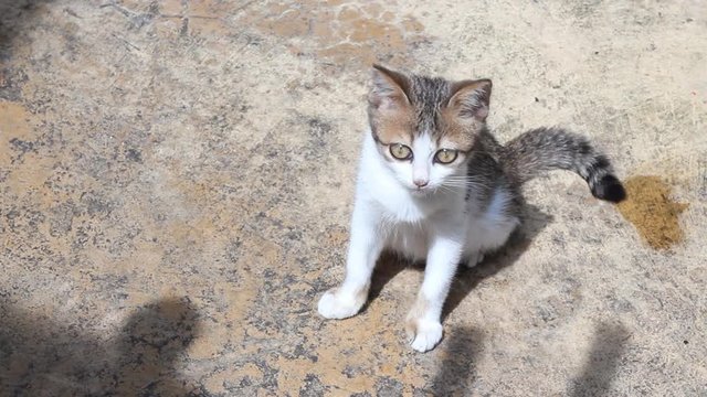Adorable kitten sitting on floor under sunlight