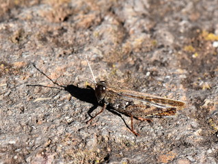 Brown grasshopper sitting on a brown stone 