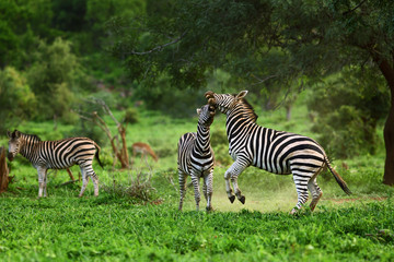 Stallion zebra's engage into a territorial fight. Equus quagga