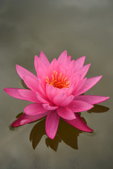 pink lotus flowers 